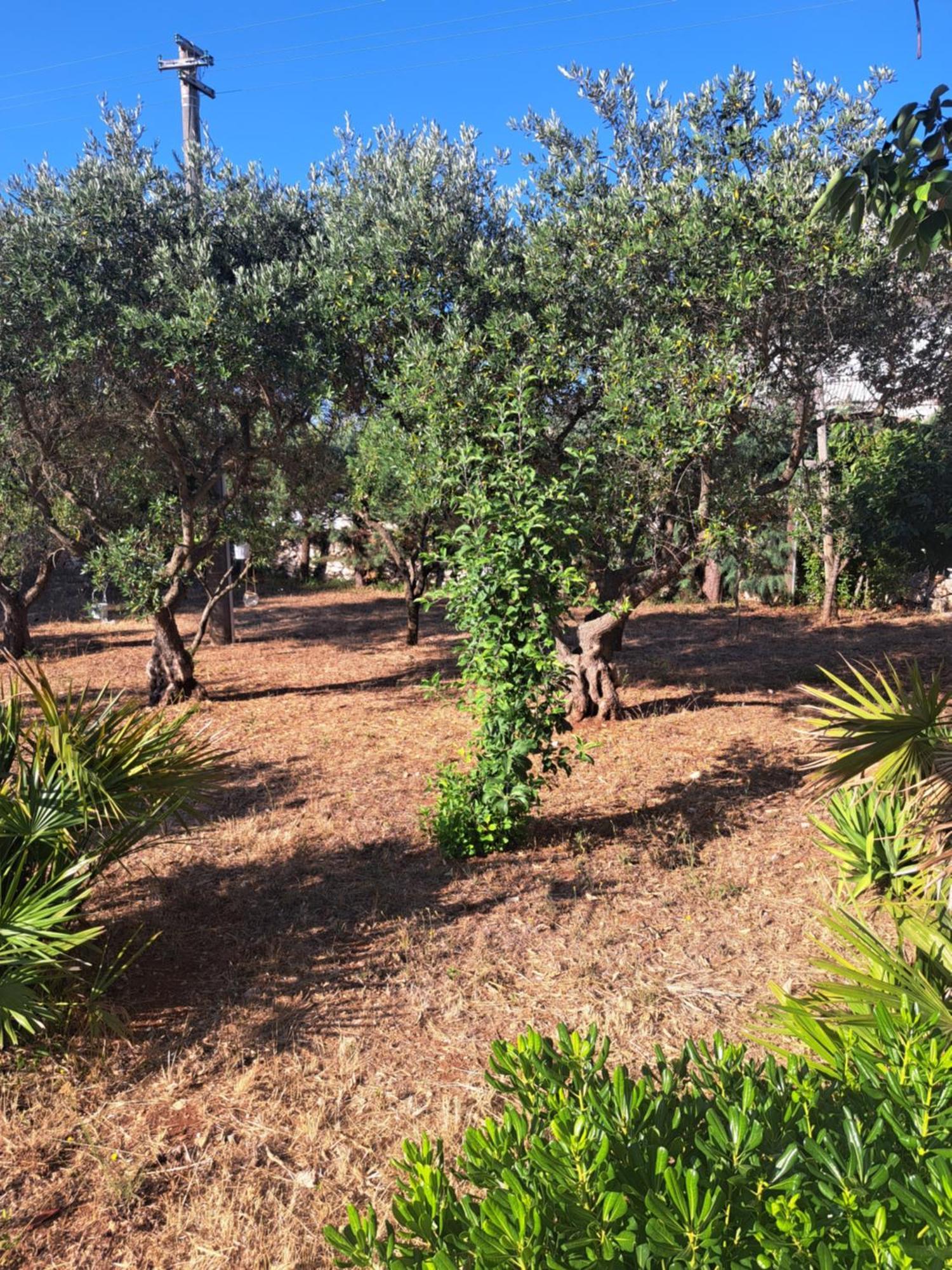 Viale Del Sole - Le Dimore Locorotondo Dış mekan fotoğraf